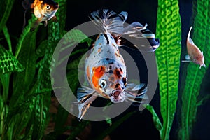 Goldfish, aquarium, a group of fish on the background of aquatic plants