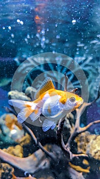 Goldfish  in the aquarium with hardscape and coral underwater