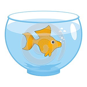 Goldfish in aquarium . Magic marine animals