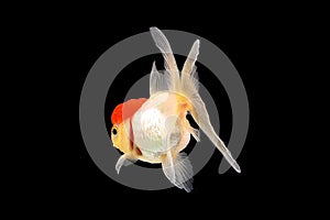 GoldFish aquarium pet