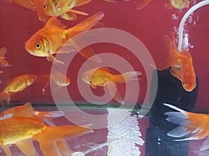 Goldfish in a aquarium pet store