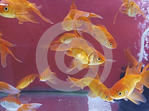 Goldfish in a aquarium pet store photo