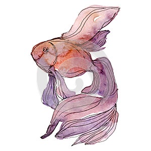 Goldfish aquatic underwater colorful tropical fish set. Watercolor background set. Isolated fish illustration element.