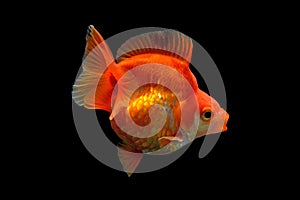 Goldfish on black background