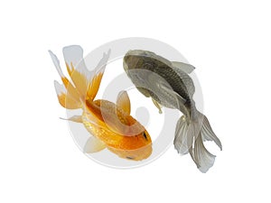 Goldfish and Black Goldfish Isolated on white background, Goldfish swimming together Resembling the Yin Yang symbol