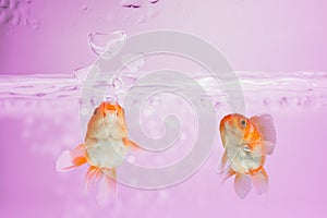 Goldfish blew bubbles into heart shapes in pink water.