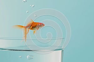 Goldfish on blue background in a air, empty glass of water