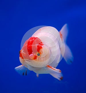 Goldfish in a blue background