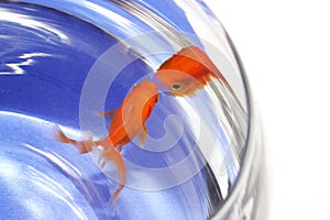 Goldfish in bocal