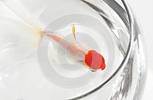 Goldfish in bocal