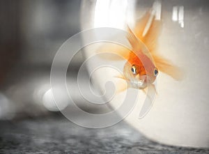 Goldfish in bowl