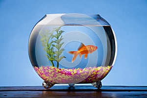 Goldfish in a Bowl