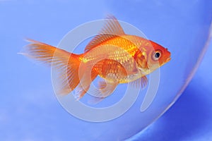 Goldfish in bowl