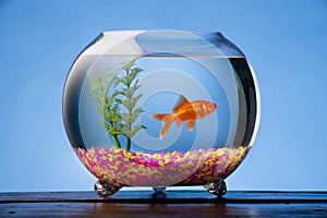 Goldfish in a Bowl photo