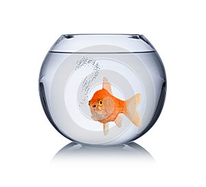 Goldfish in bowl with question mark bubbles lonley captivity fish concept isolated