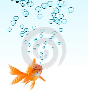 Goldfish and Bubbles