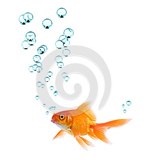 Goldfish And Bubbles photo