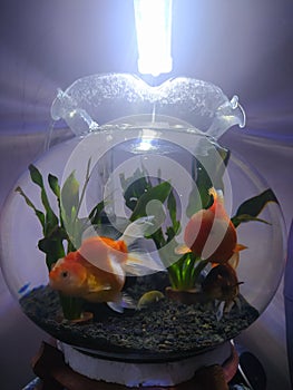 Goldfish on buble aquarium night shoot