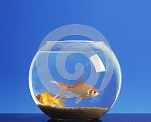 Goldfish, carassius auratus, Adults in Fish Tank