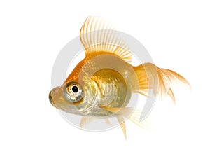 Goldfish - Carassius auratus auratus