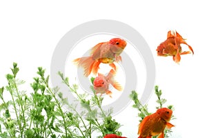 Goldfish carassius auratus background aquatic plants