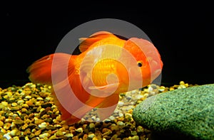 Goldfish, Carassius auratus, Lionhead