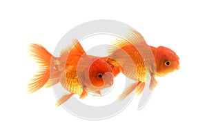 Goldfish carassius auratus white background