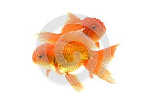 Goldfish carassius auratus white background