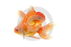 Goldfish carassius auratus white background