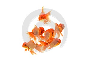 Goldfish carassius auratus white background