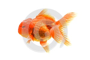 Goldfish carassius auratus white background