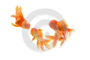 Goldfish carassius auratus white background