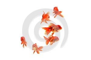 Goldfish carassius auratus white background