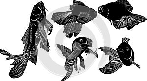 Goldfish carp. goldfish carp isolated on white background