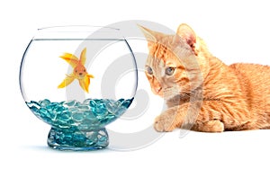 Goldfish and cat