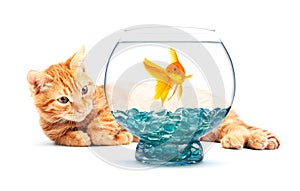 Goldfish and cat