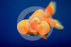 Goldfish closeup