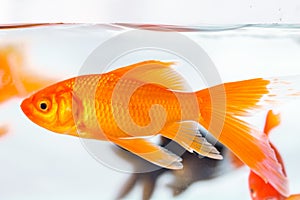 Goldfish closeup in glass fish tank