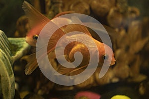 Goldfish dance in the aquarium