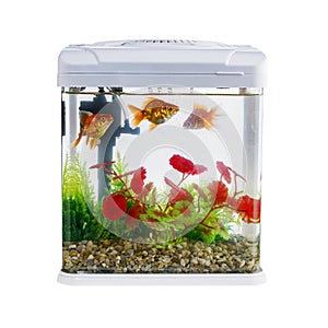 Goldfish in a daylight water tank (aquarium)