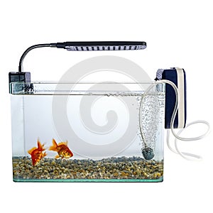 Goldfish in a daylight water tank (aquarium)