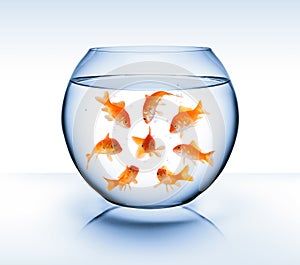 Goldfish - diversity concept, bullying and isolation photo