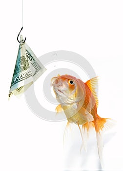 Goldfish and dollar