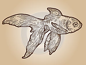 Goldfish. Engraving sketch scratch board imitation. Sepia hand drawn image.