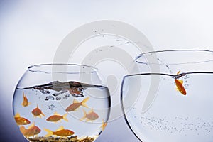 Goldfish escaping from crowded bowl