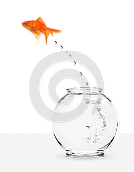 Goldfish escaping from fishbowl photo