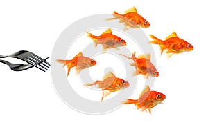 Goldfish escaping from forks