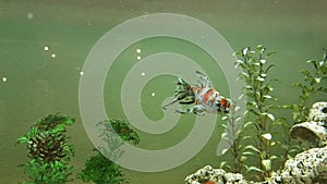 Goldfish fish isolated swimming in tank