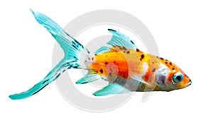 Goldfish fish isolated swimming in tank