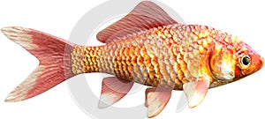 Goldfish, Fish, Marine Life, Isolated